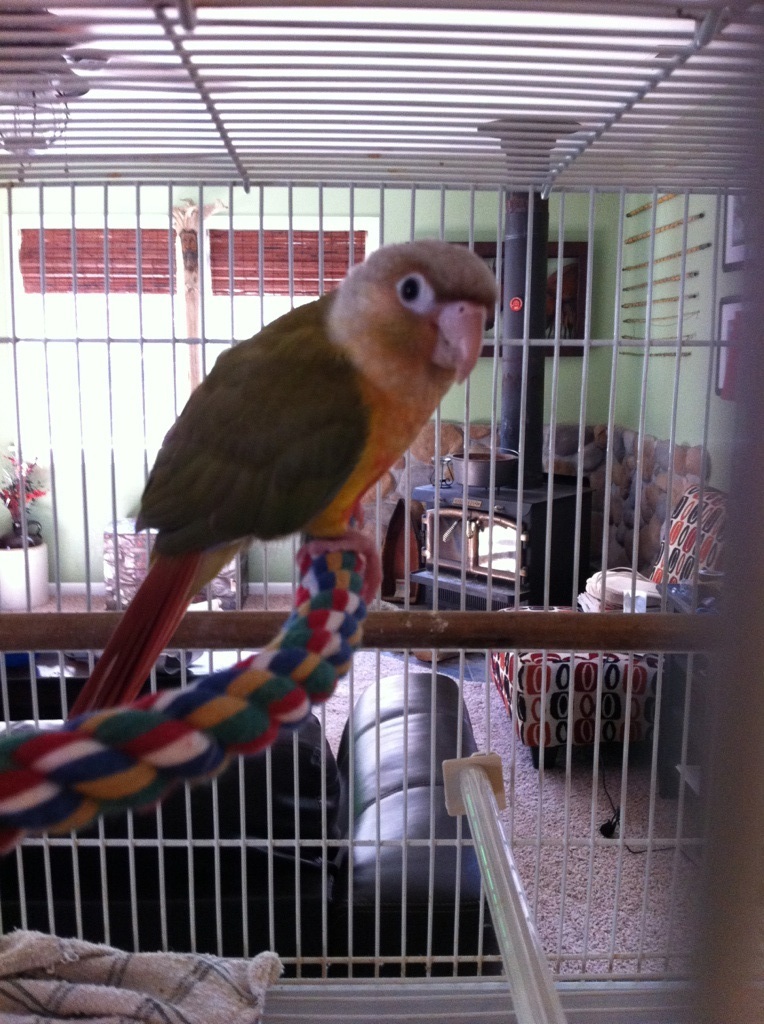 Oops this isn't a chicken!  This would be Chirra, our Sun Conure who has recently picked up the habit of quacking like a duck to tease the dogs.