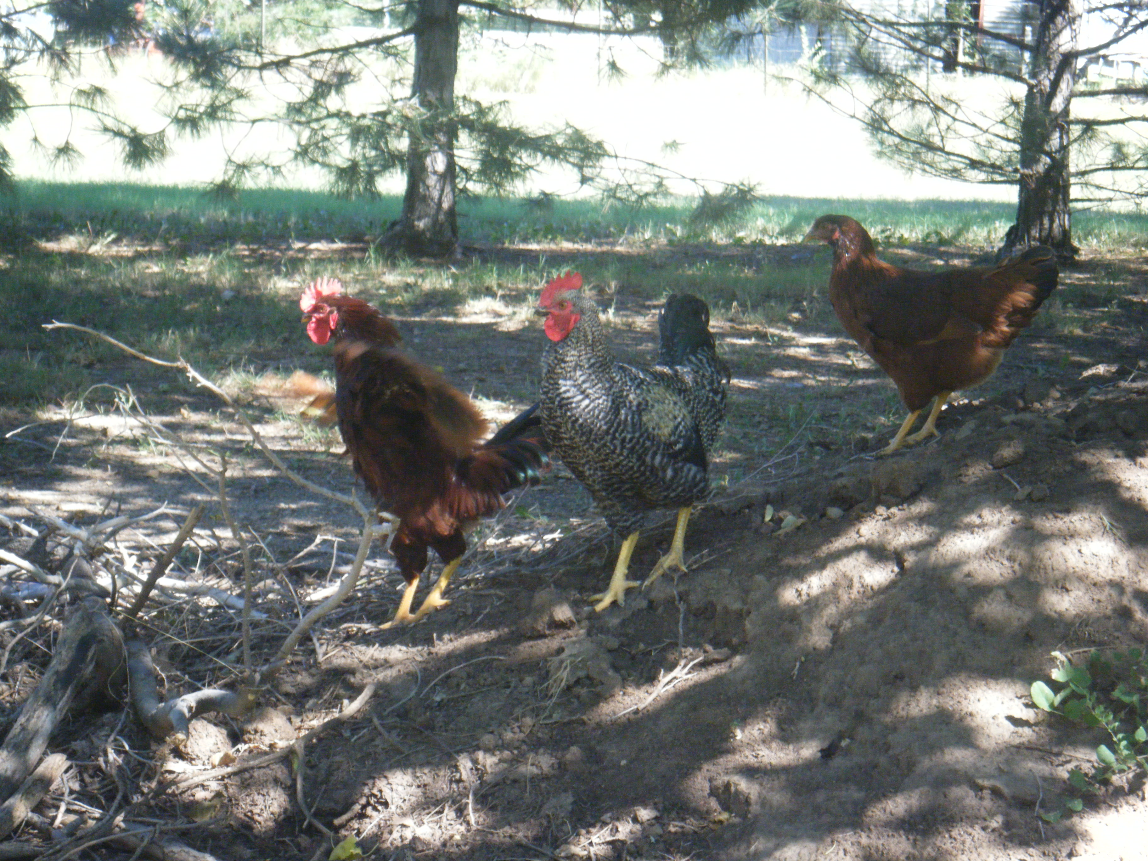 Oops! Traffic jam! We were running down the dirt hill and ran into a pile of twigs in the way!