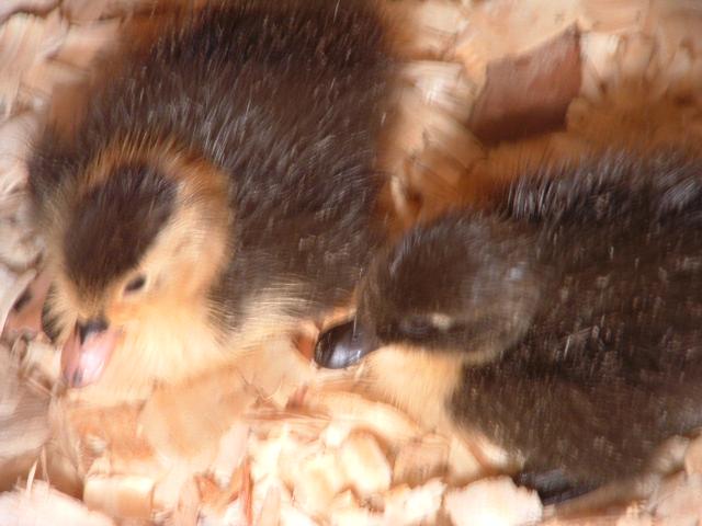 Opal and Onyx as day olds.