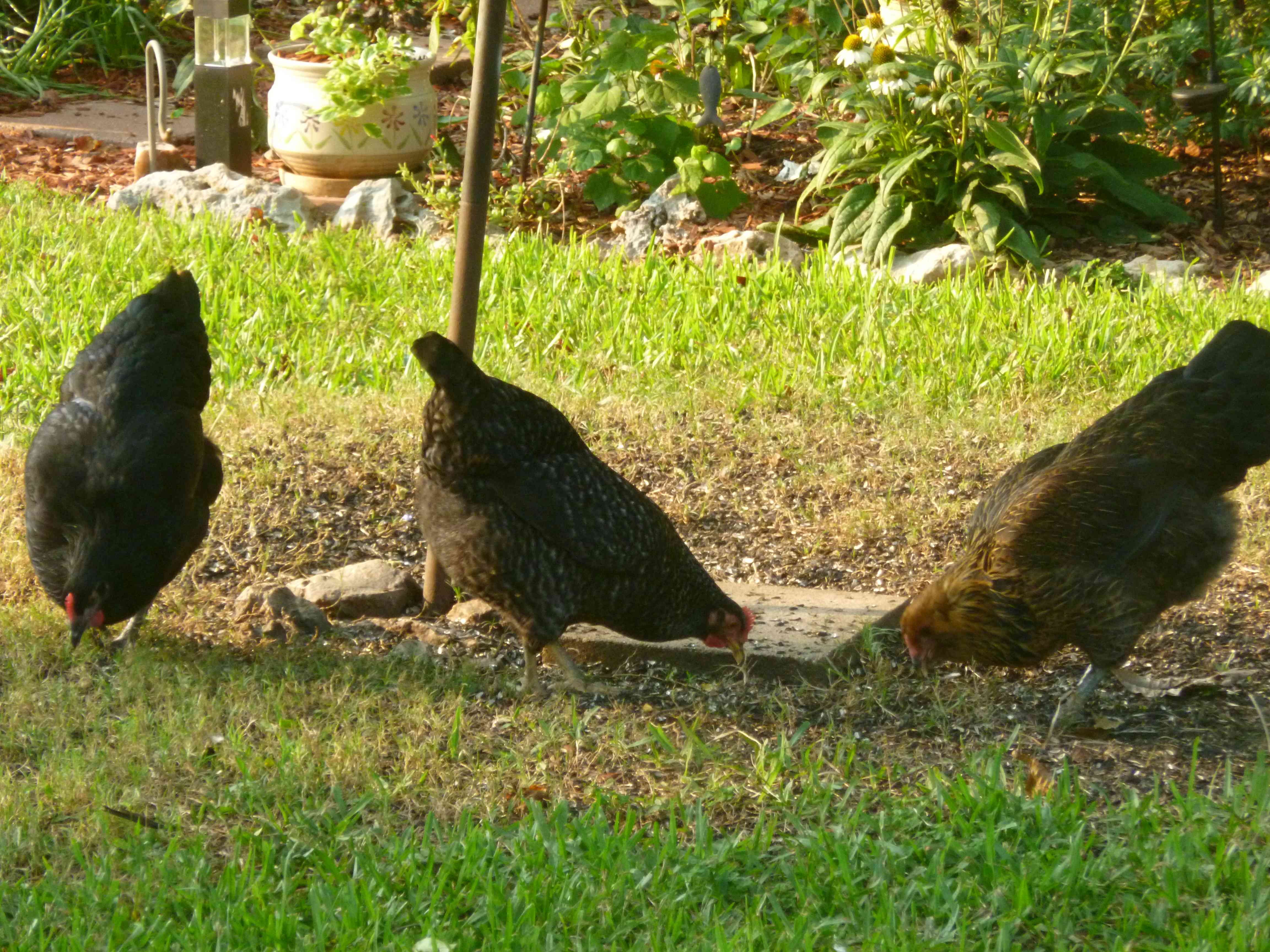 Opal (Australorp) on the left, Phyllis (Barred Rock in the middle, Edna (EE/Ameraucana) on the right. Not a single egg yet at 22 weeks!!