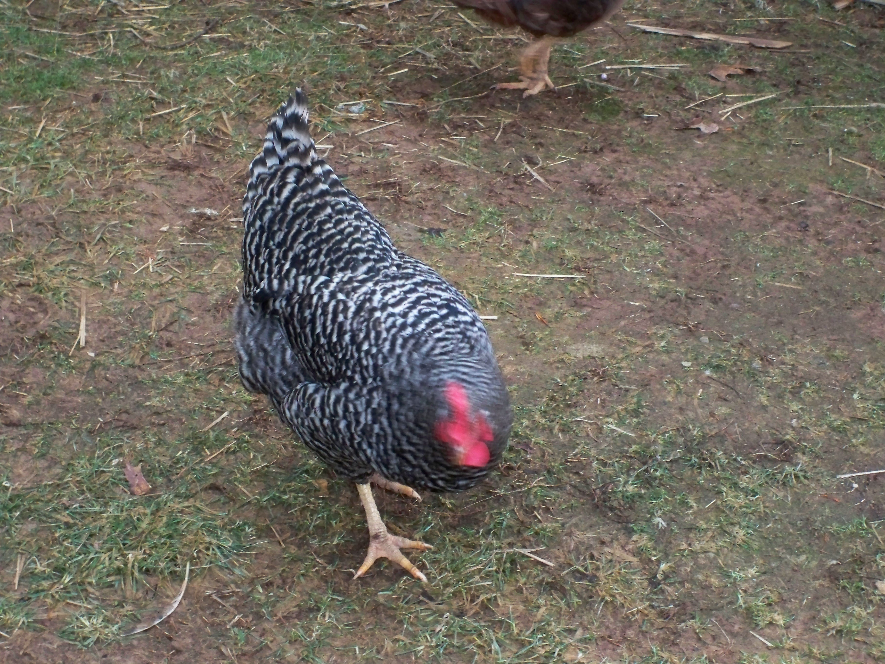 Opal, Barred Rock