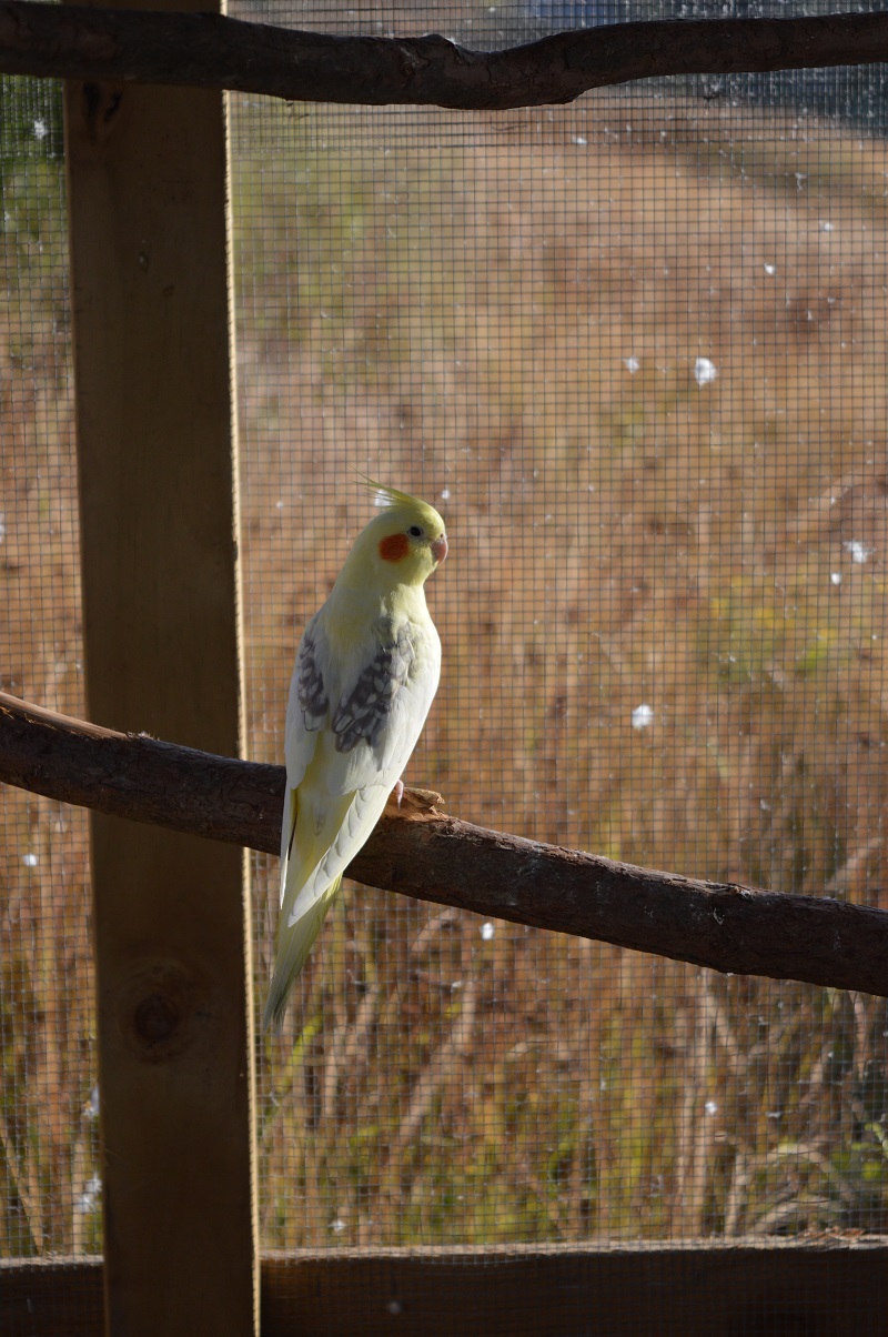 Opal enjoying the view.jpg