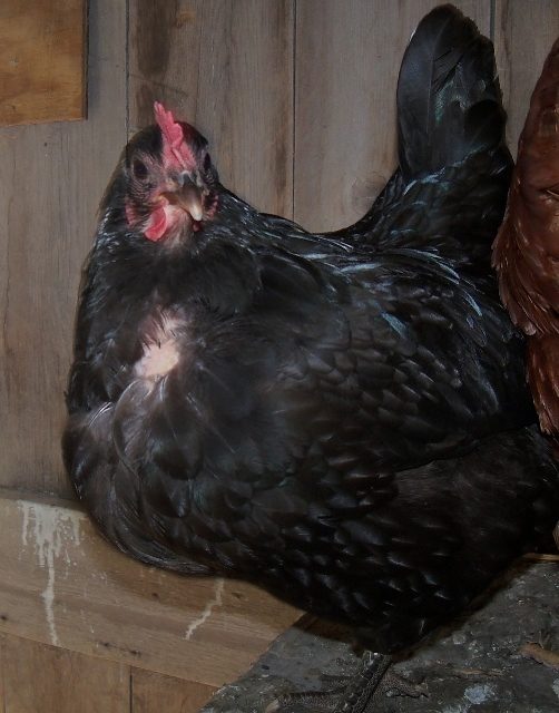 Opal -  she's at the bottom of the pecking order, as you can see. Poor girl!
