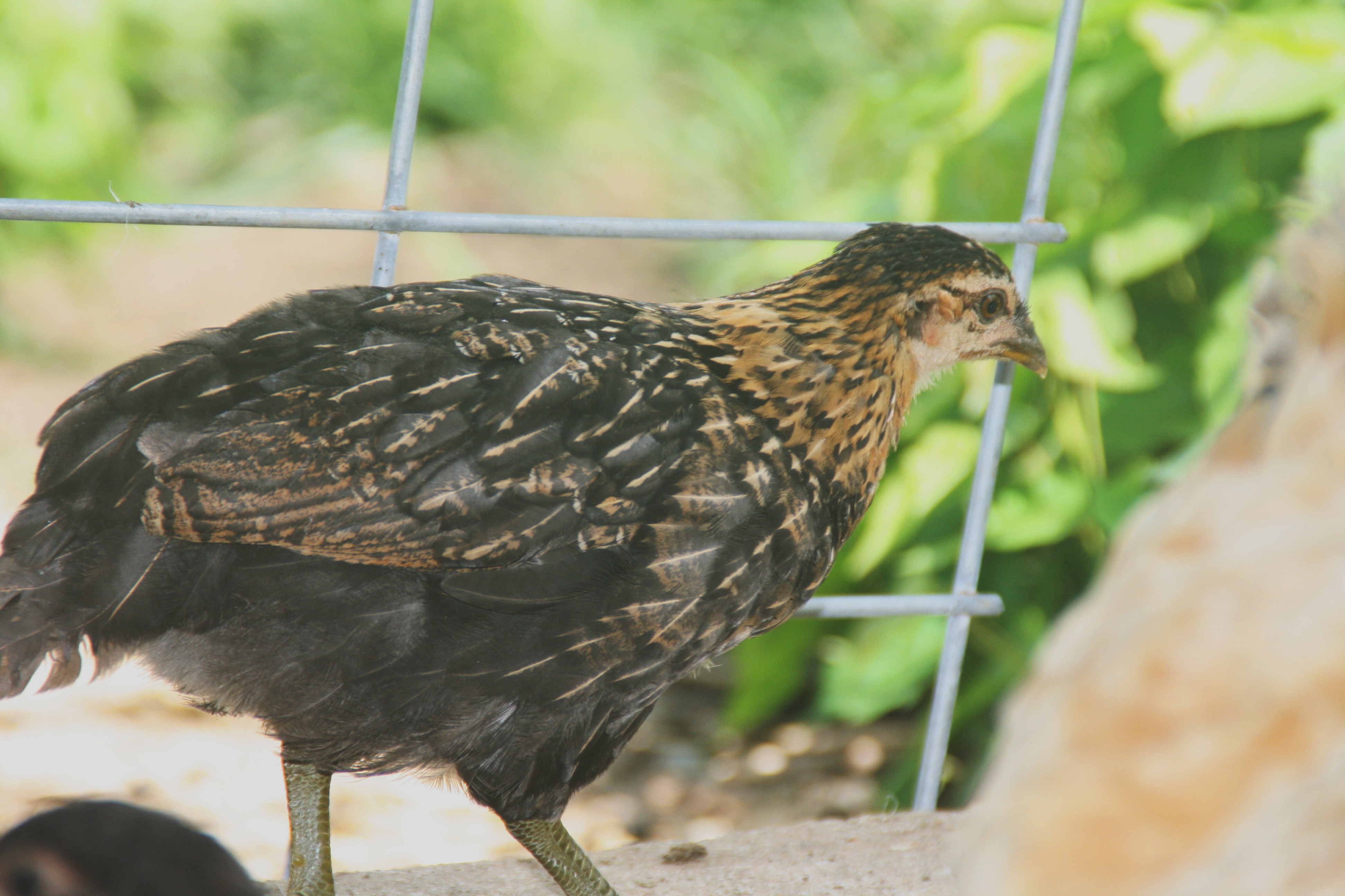 Opal, young hen