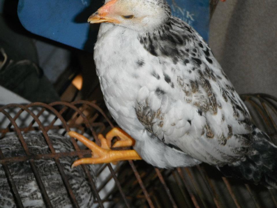 open beak pic.