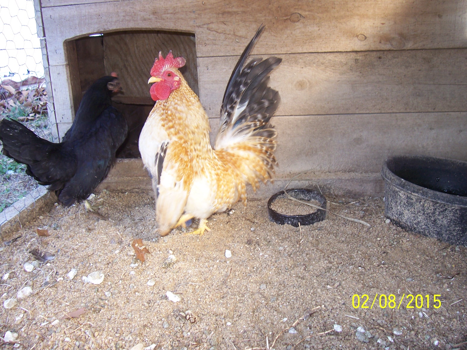 Opie and Bobbi Jo