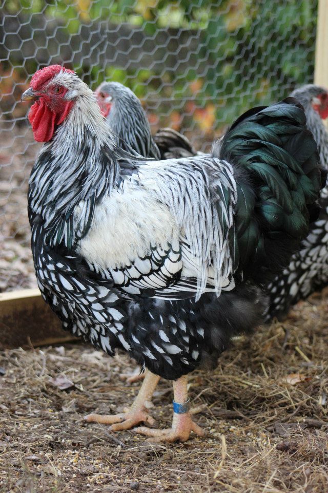 Oppenheimer the rooster from flock #2