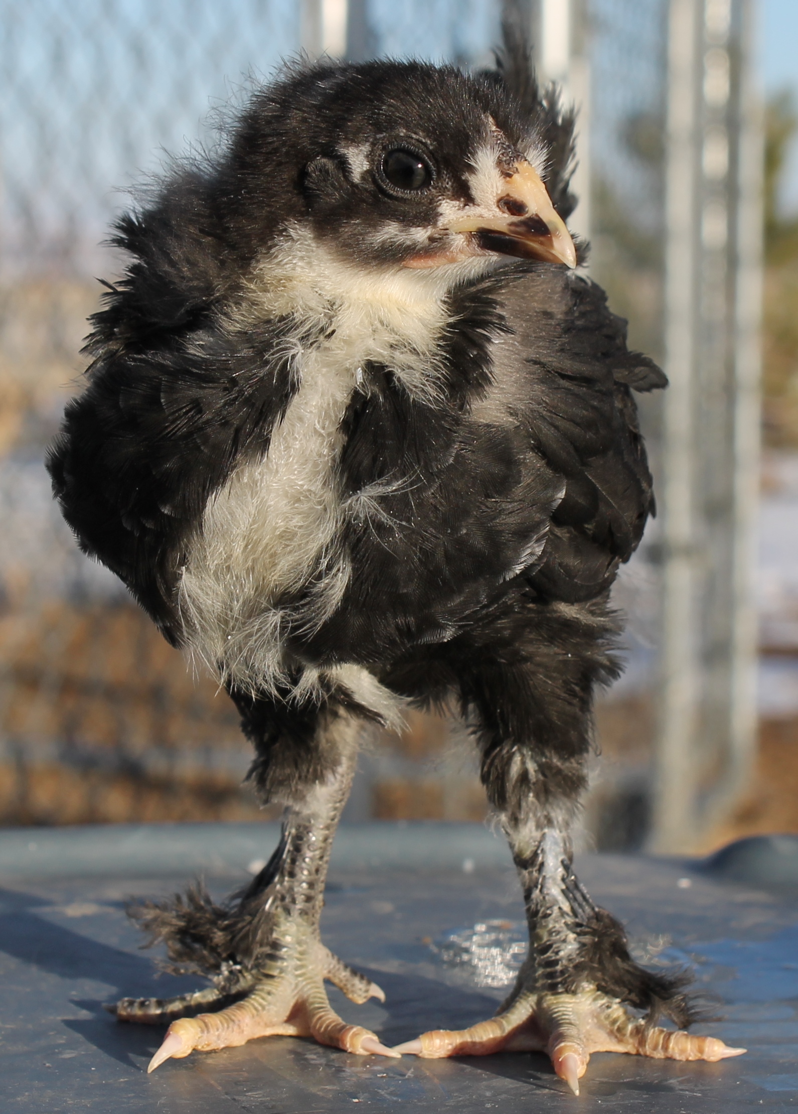 Opus (Colorado Mayahn) 122913 3 weeks