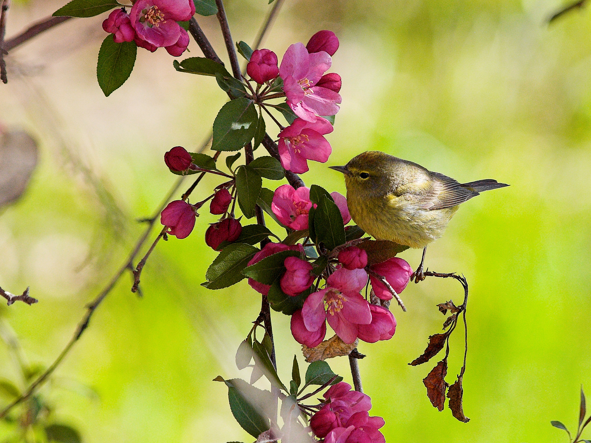 Orange-crowned_warbler_X5118049_05-11-2024-001.jpg