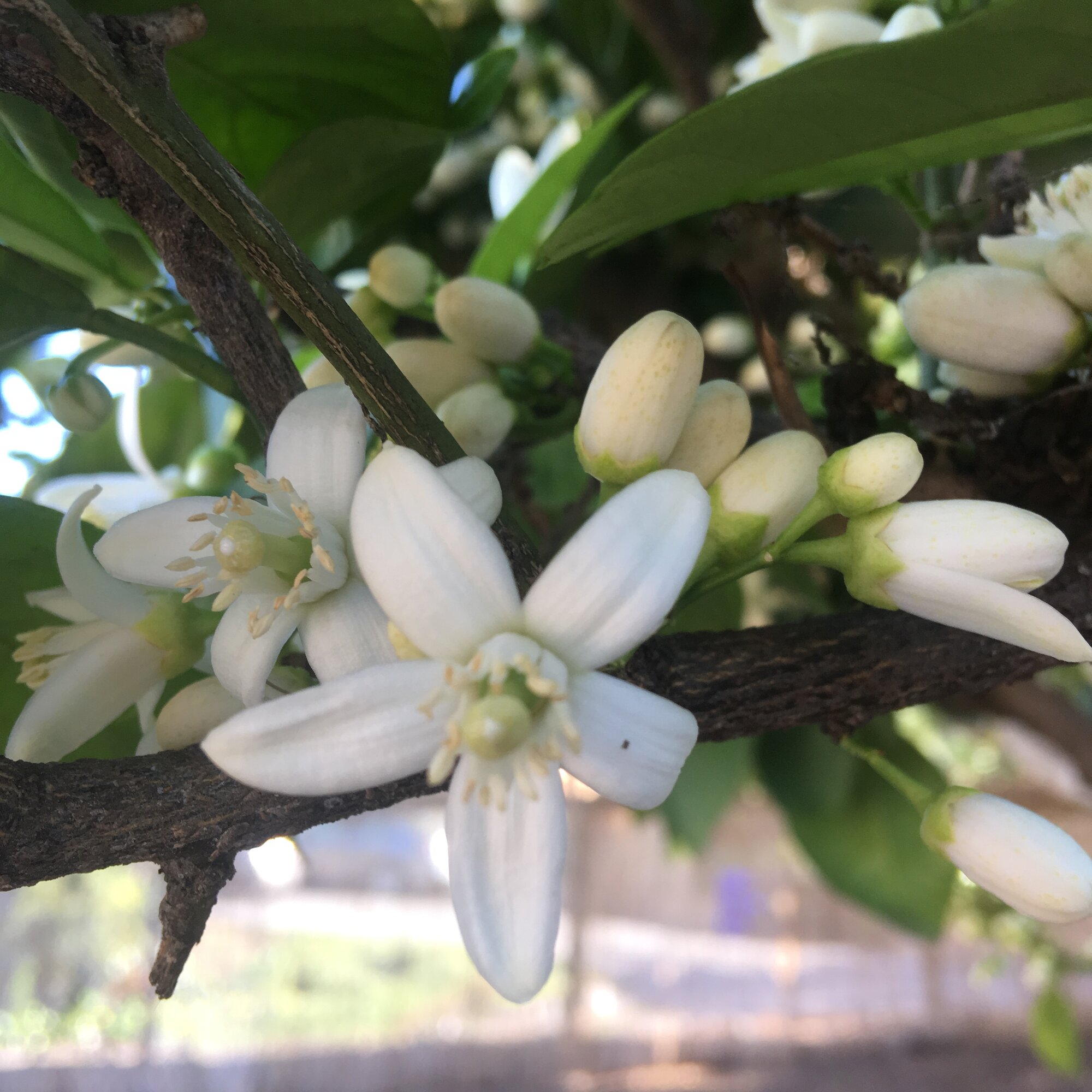 Orange Tree Blossoms