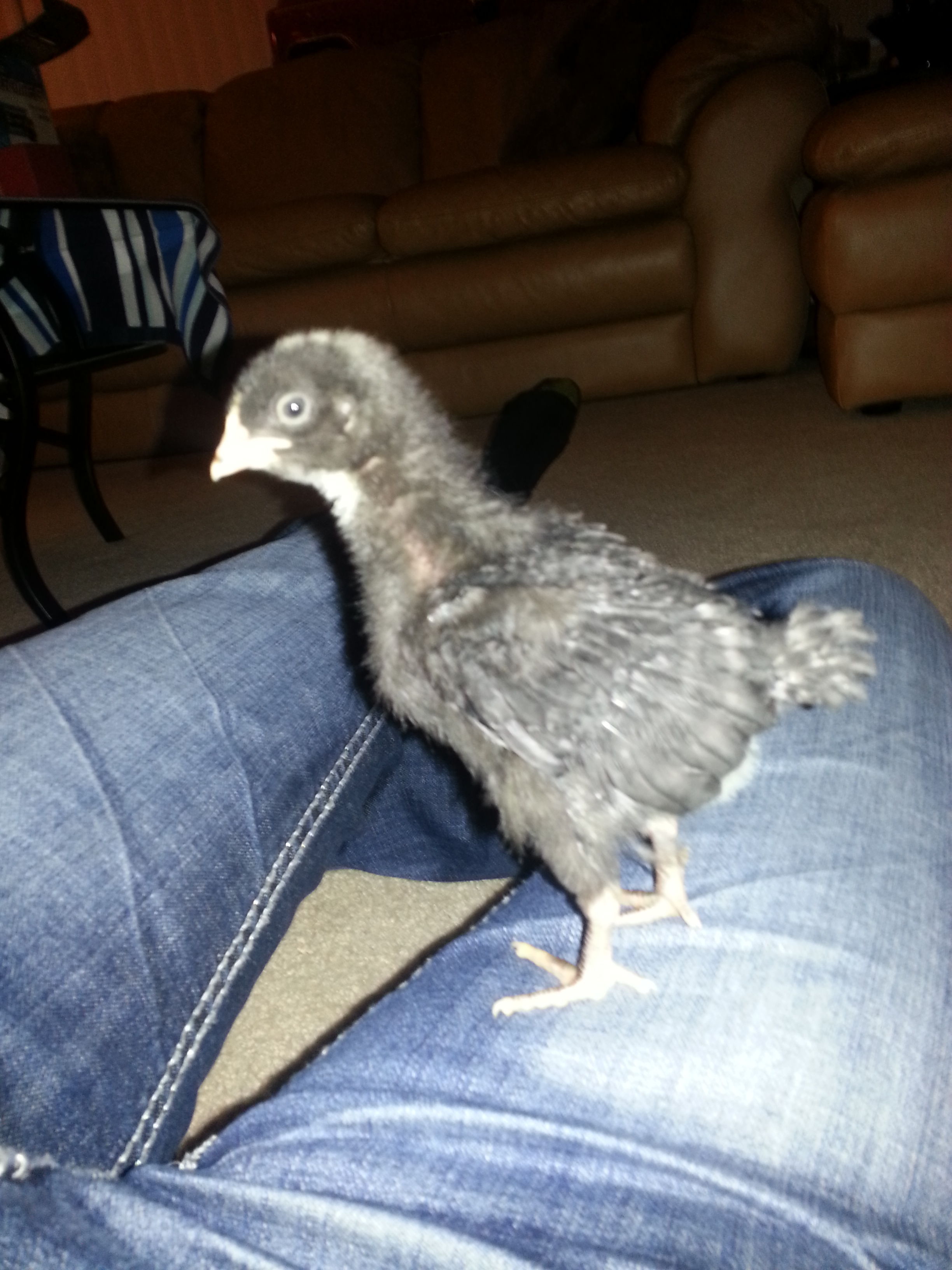 Oreo about 4 weeks