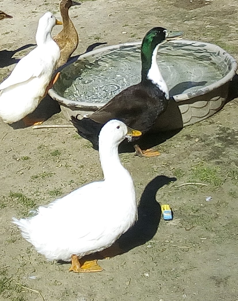 Oreo and daisy