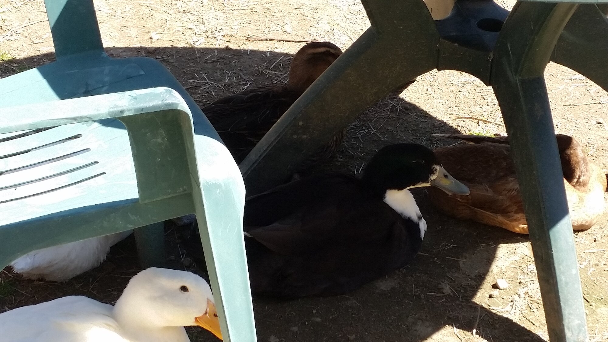Oreo and flock