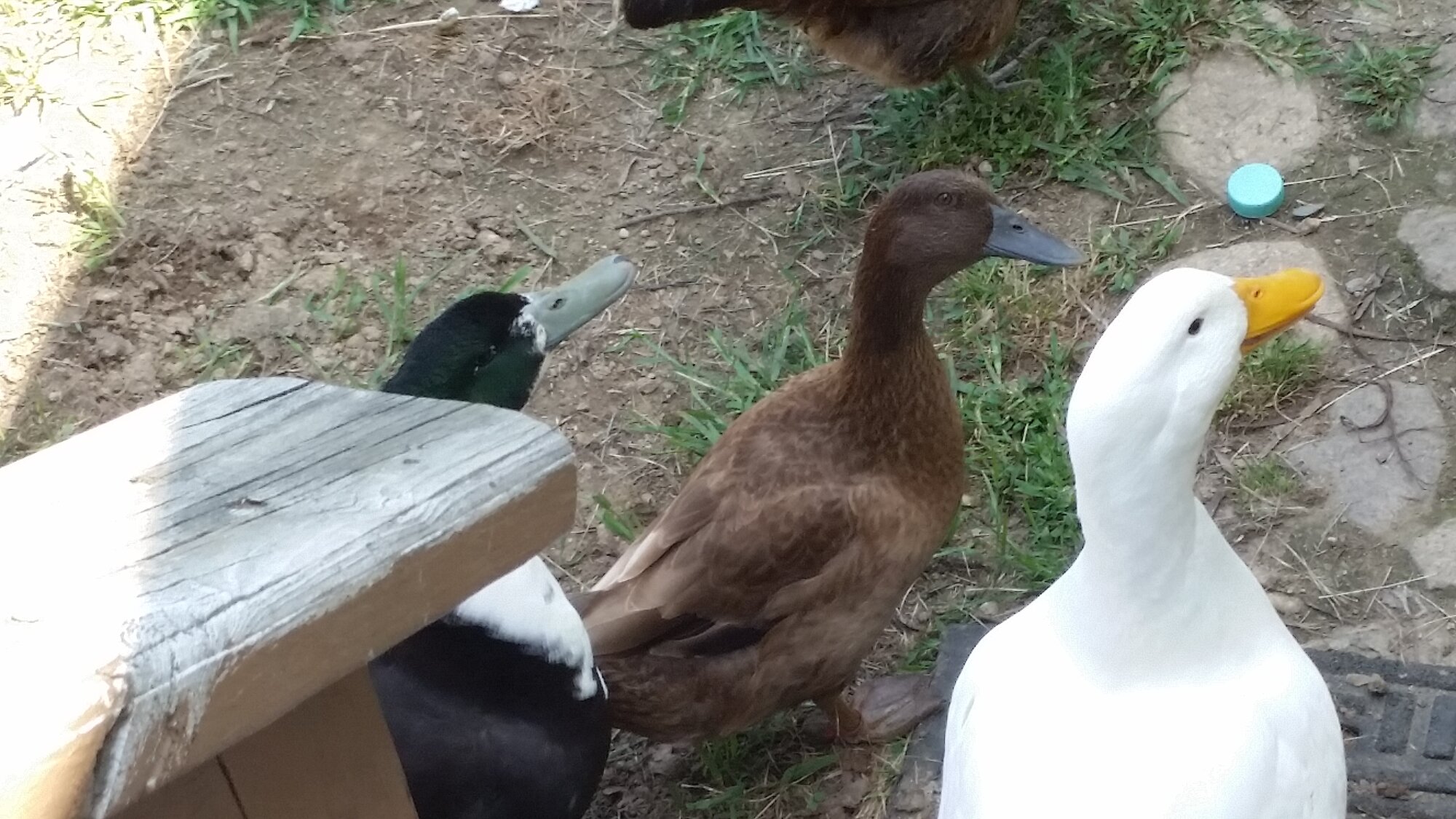 Oreo and his flockmates