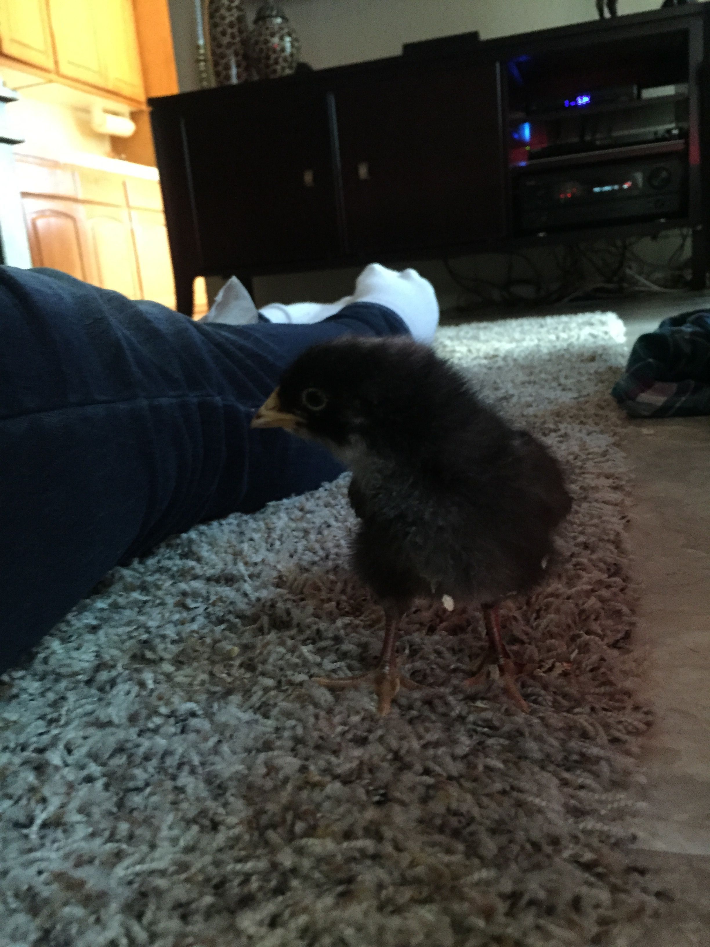 Oreo - Barred Rock - a week old