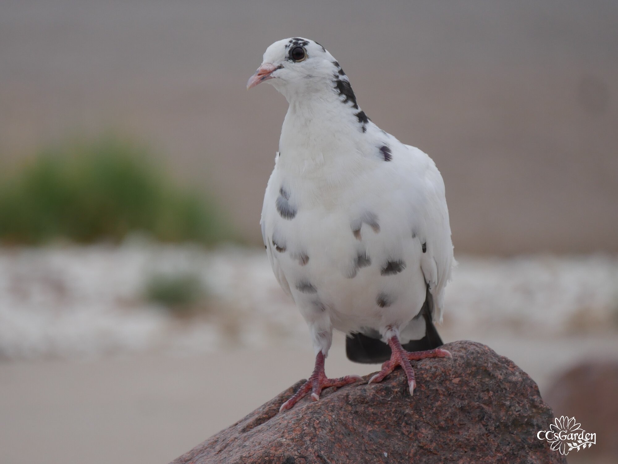 Oreo cookie pigeon.JPG