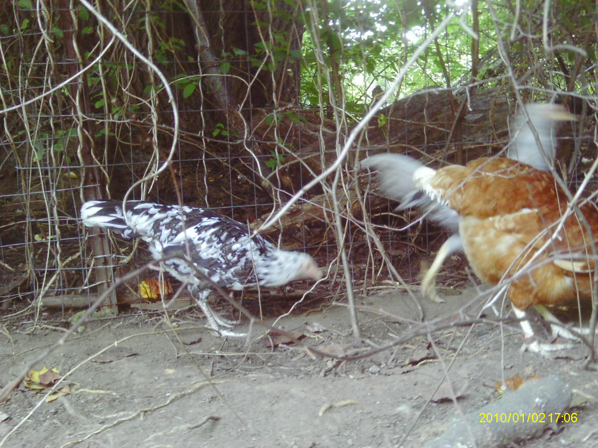 Oreo, Easter egger bantam