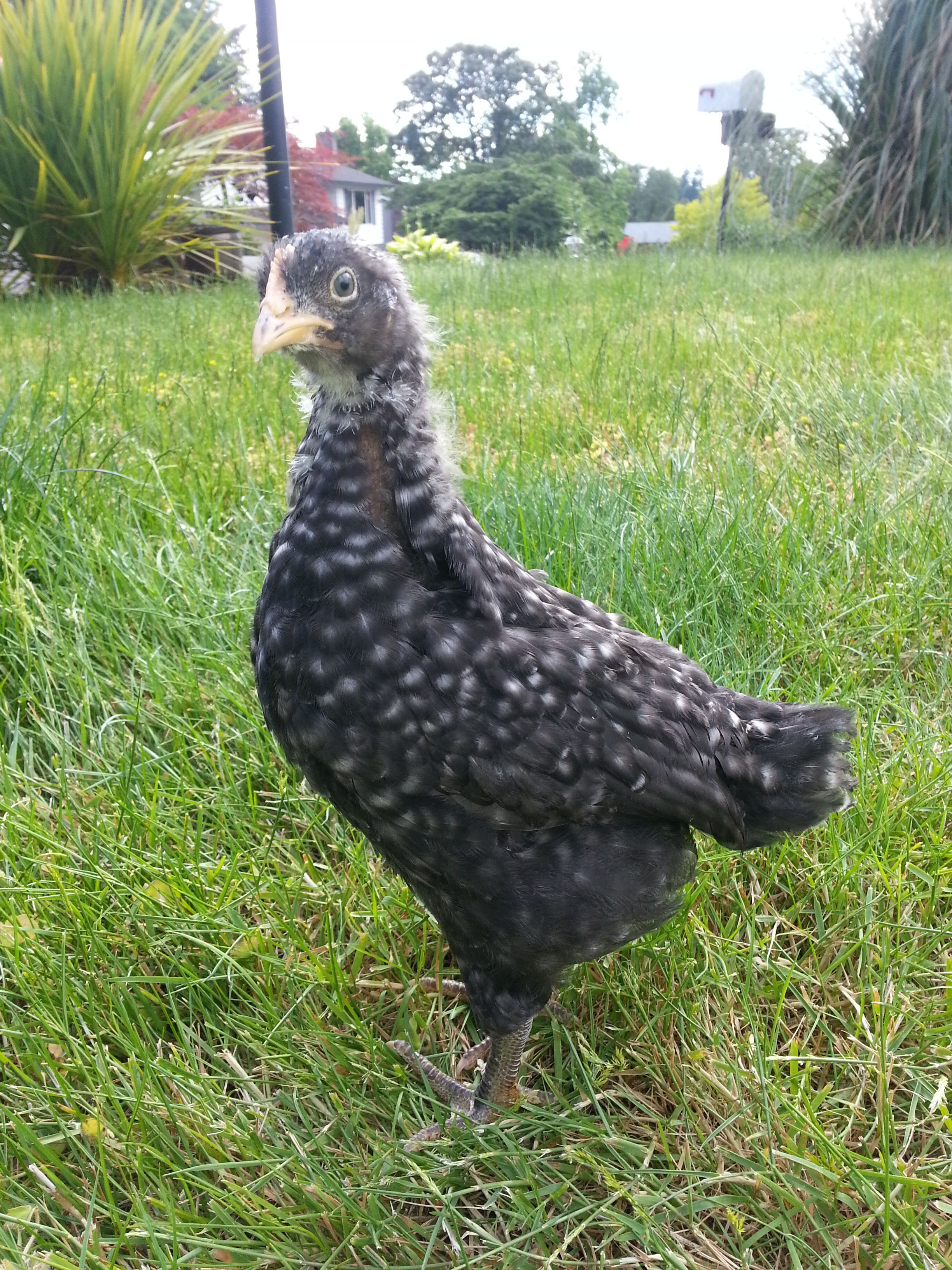 Oreo is a Barred Plymouth Rock.  She's very docile and likes to be held. Will jump onto my arm when reaching in to change out the feed.  She's Rosie's best friend.  She's 6-7 weeks old 6/21/13.