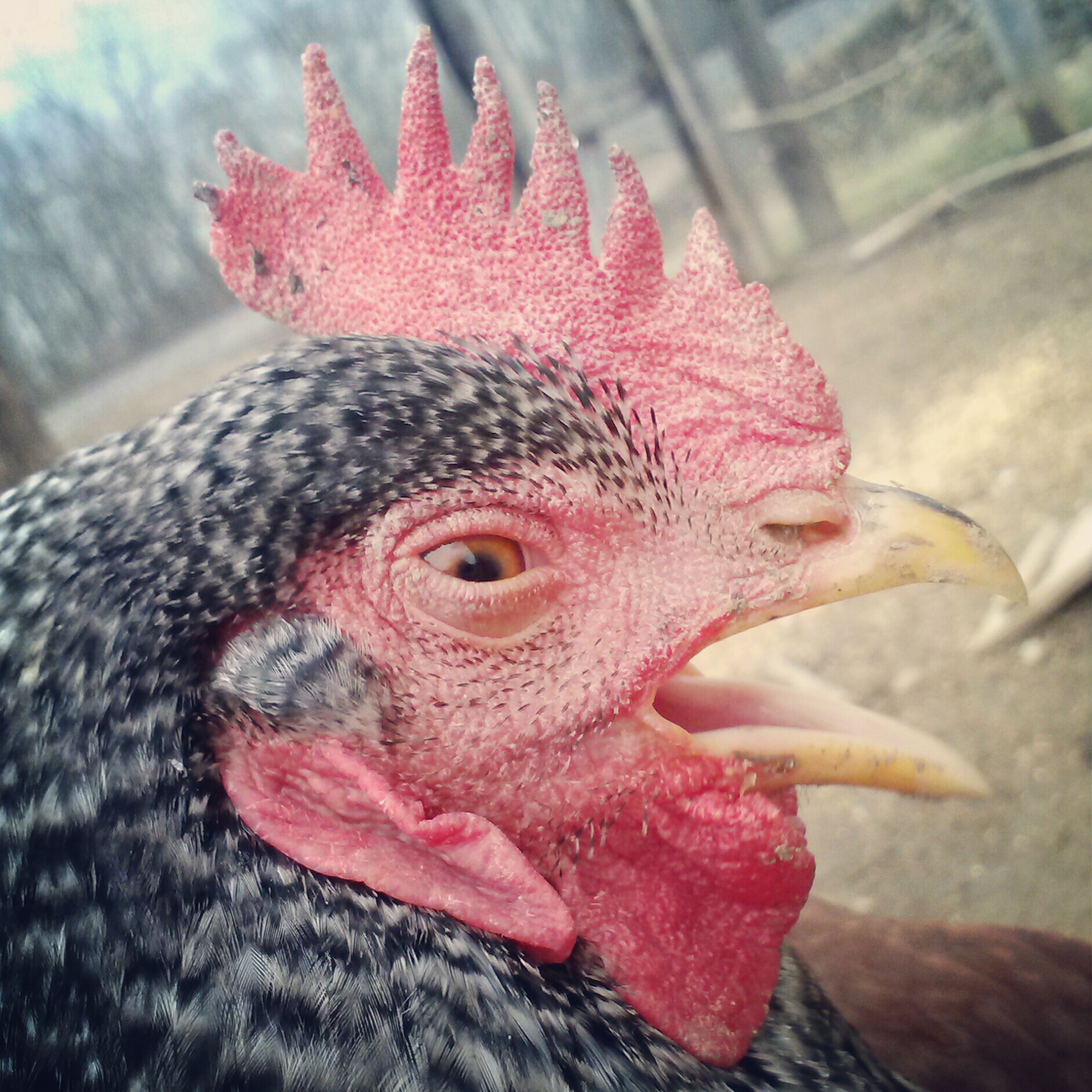 Oreo is tired, oreo wants to sleep. (Barred rock)