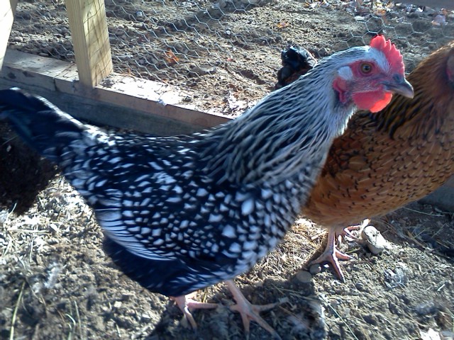 Oreo (Silver laced Wyandotte)