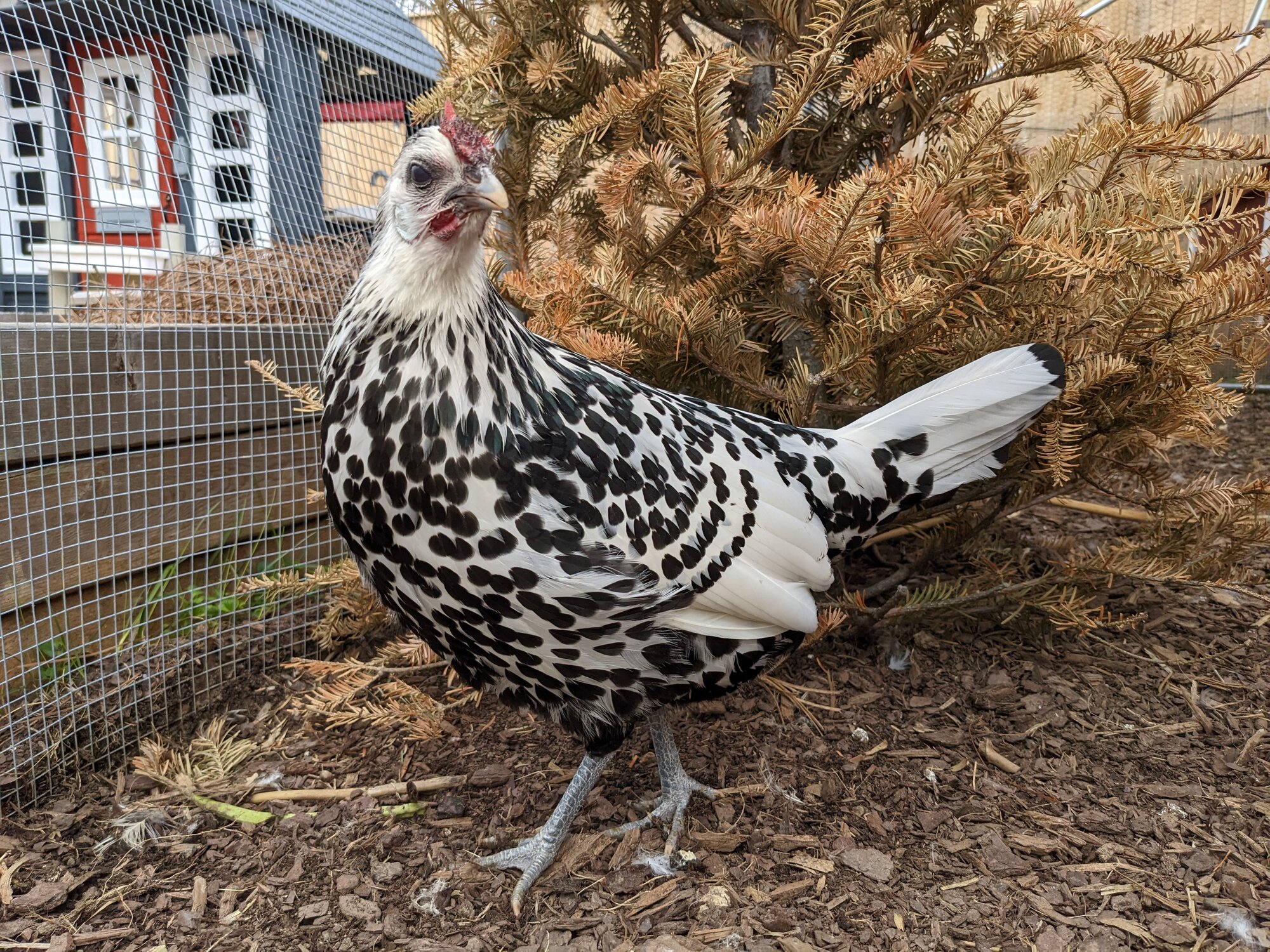 Oreo Strikes a Pose