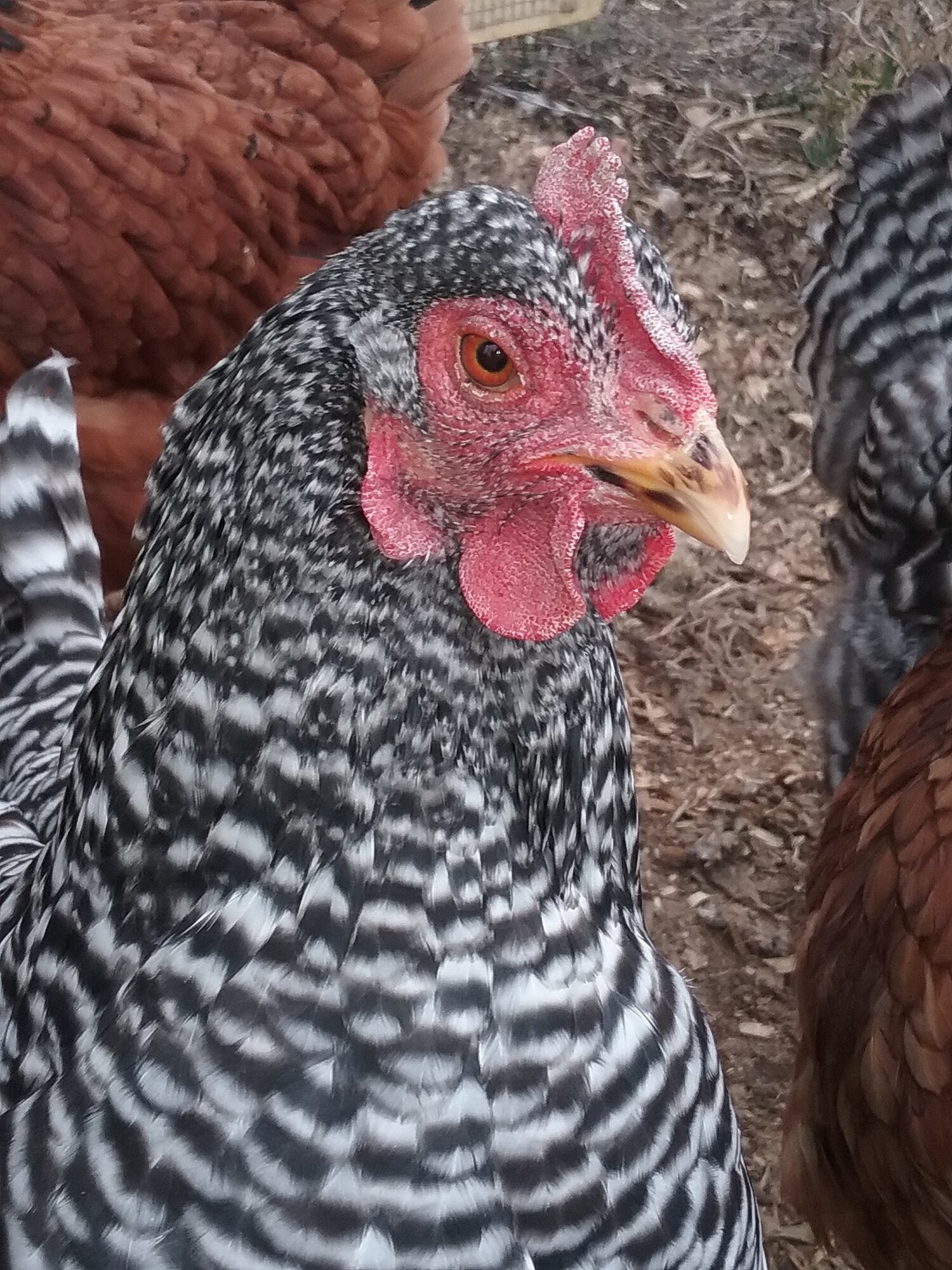 Oreo the Barred Rock
