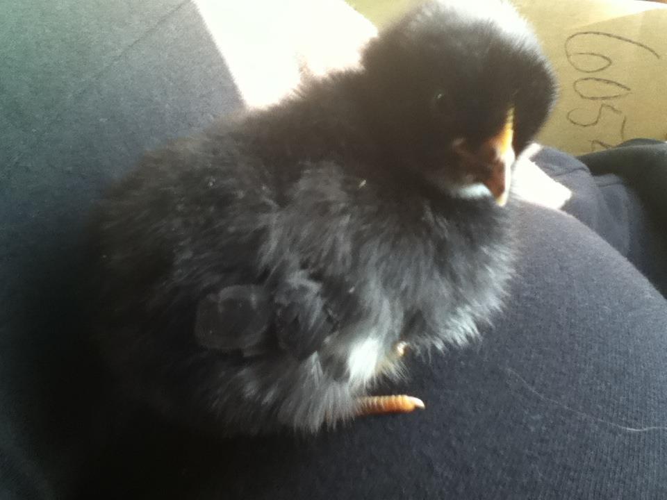 * Oreo when she was a chick! <3 awh oreo you're so cute (r.i.p)