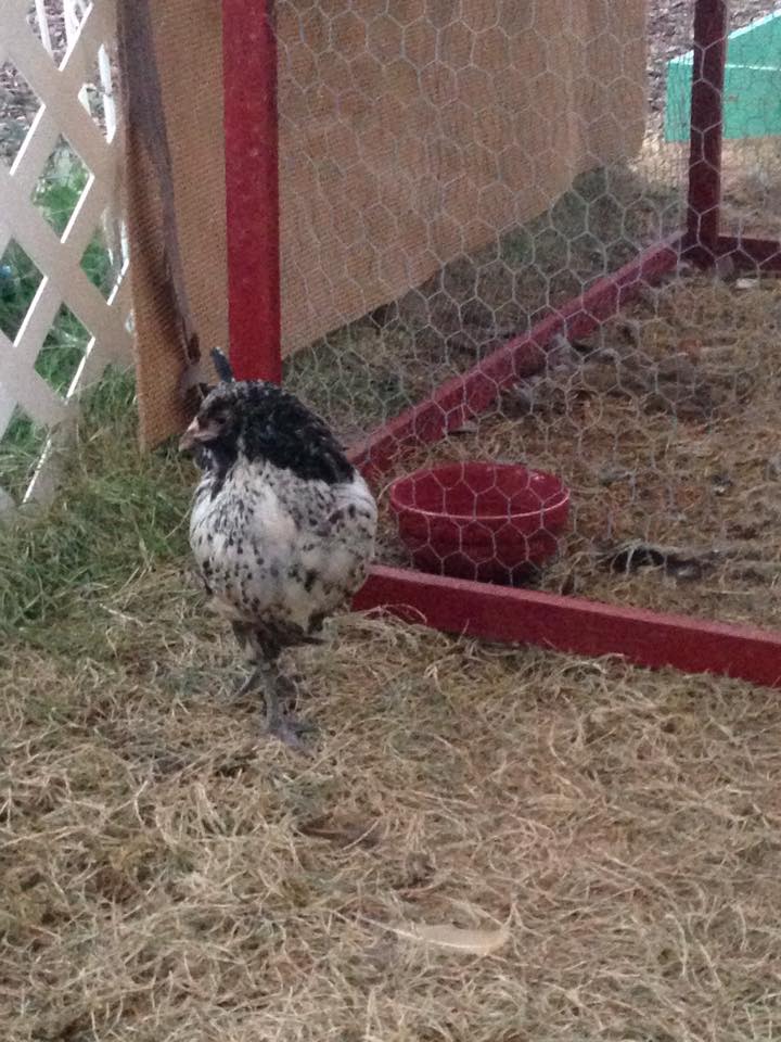 Oreo