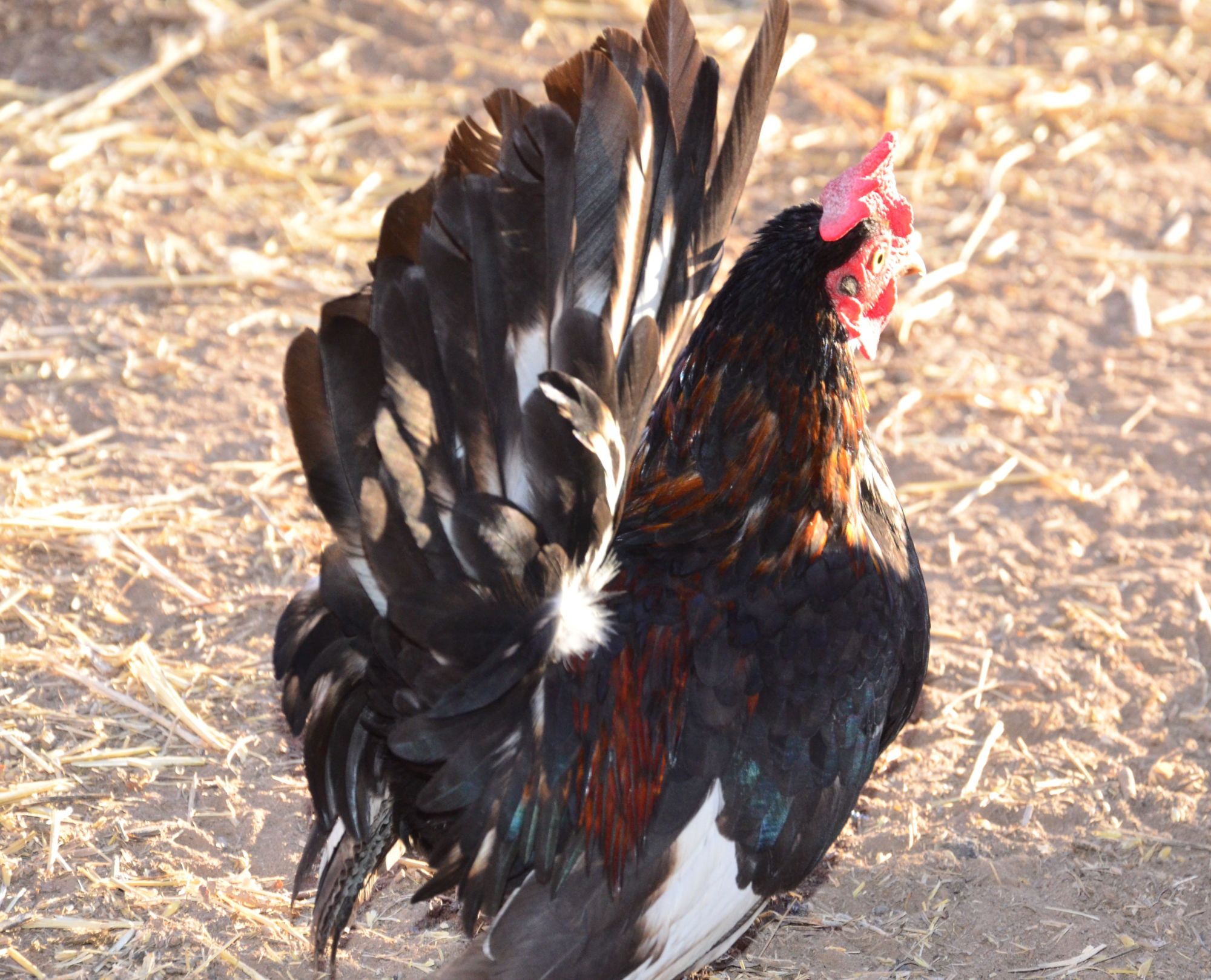 oric head rooster