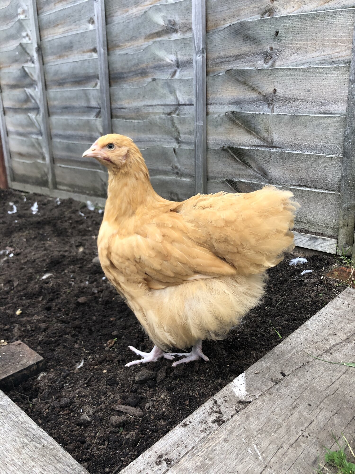 Original 1 (2 months)