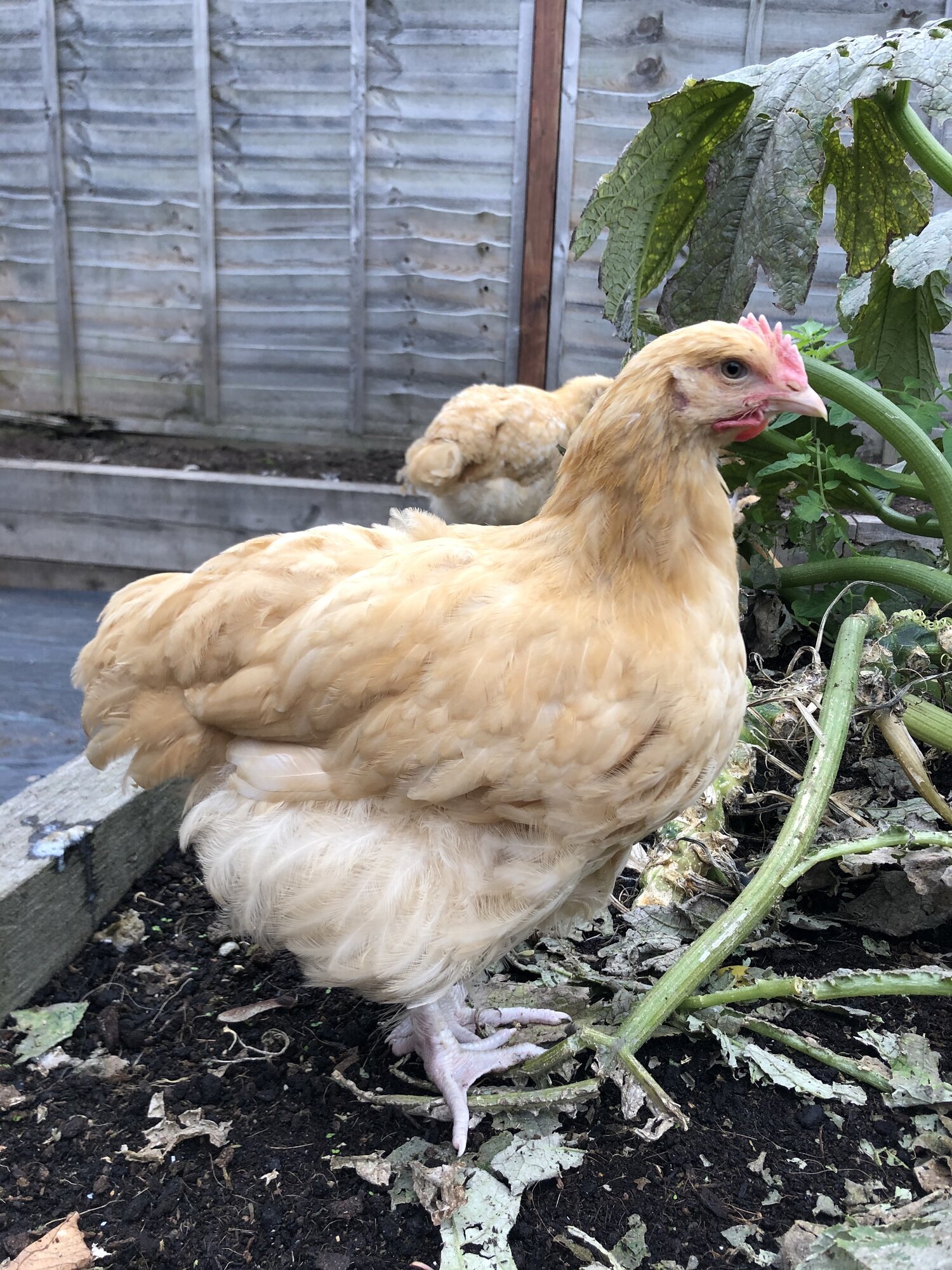 Original 2 (2 months)