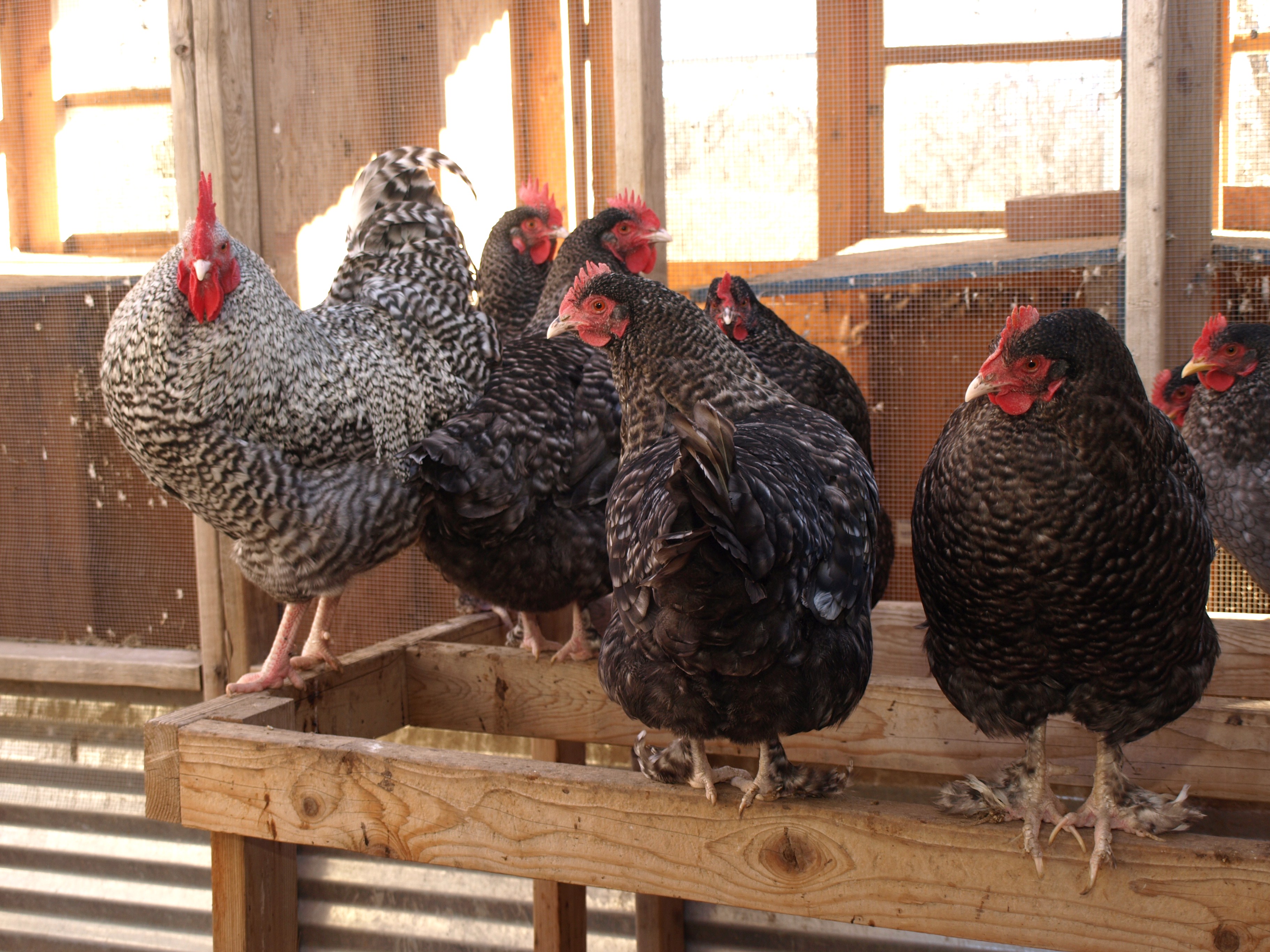 Original hatchery Marans flock from 2007