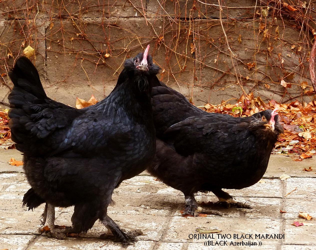 orjinal black azerbaijan
marandi