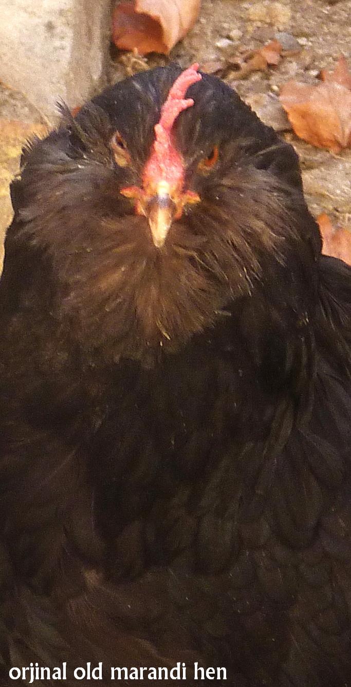 orjinal black marandi