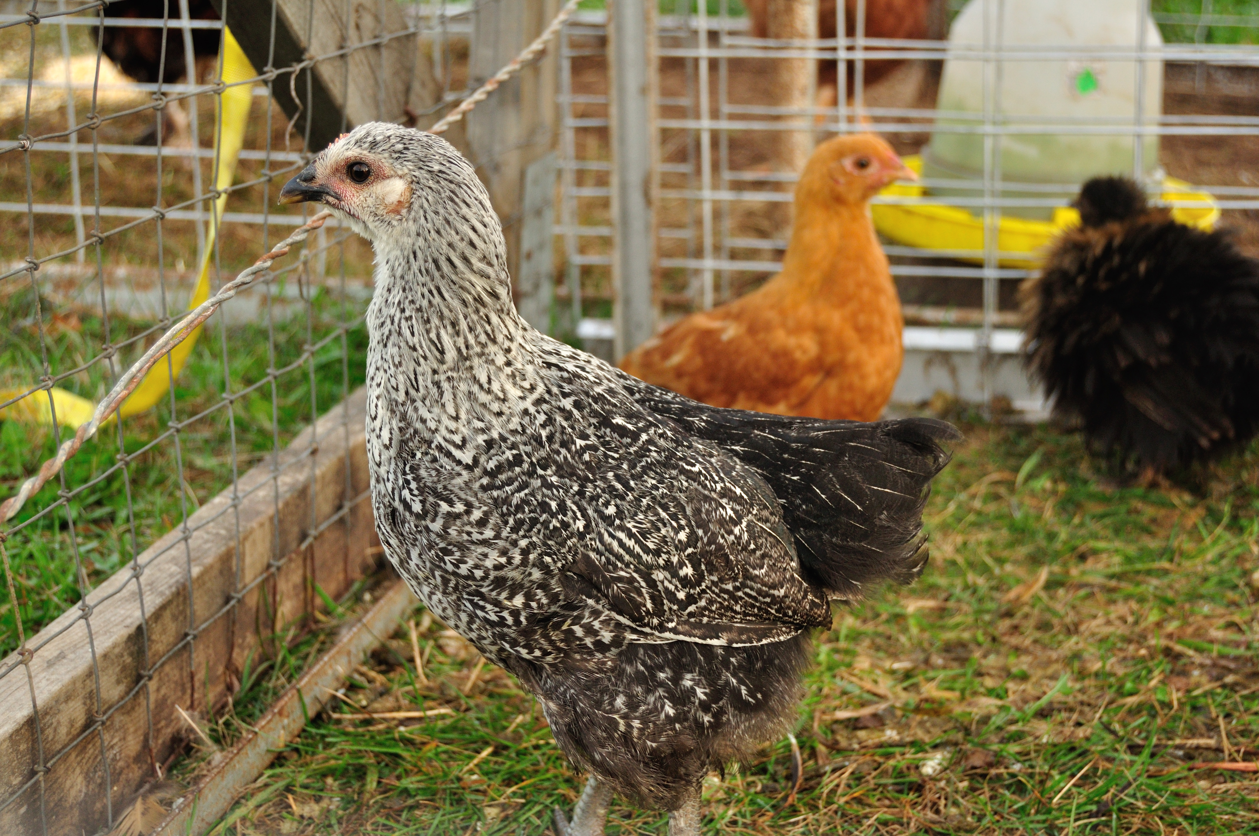 Orp mix Pullet?
My fav of the mixes.