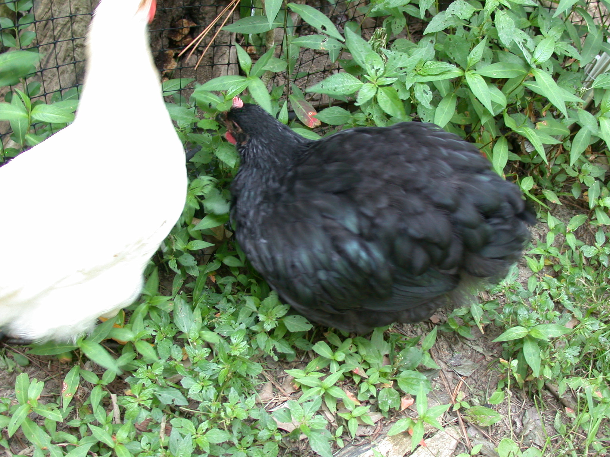 OrpB 2.5 mo old with buddy Red Star roo