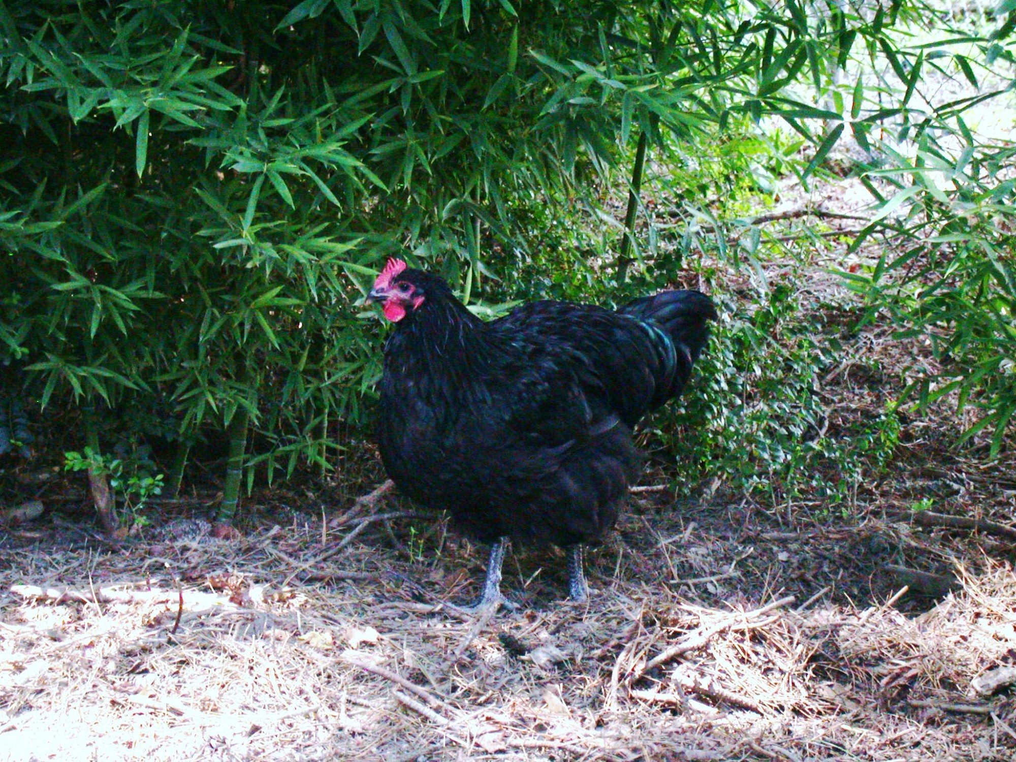 OrpB 4 mo. bamboo forest