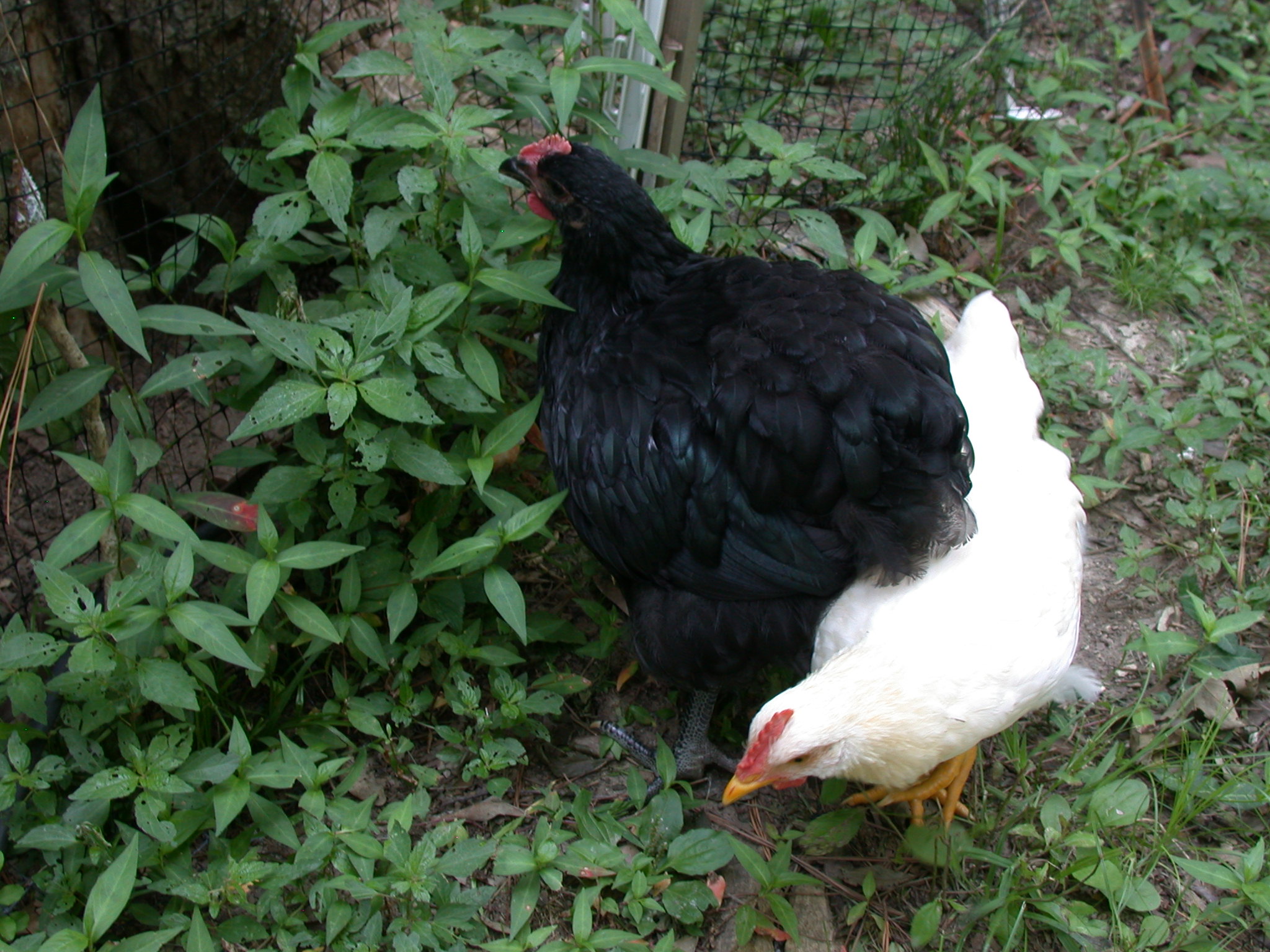 OrpB at two months with Red Star bringing up rear.
