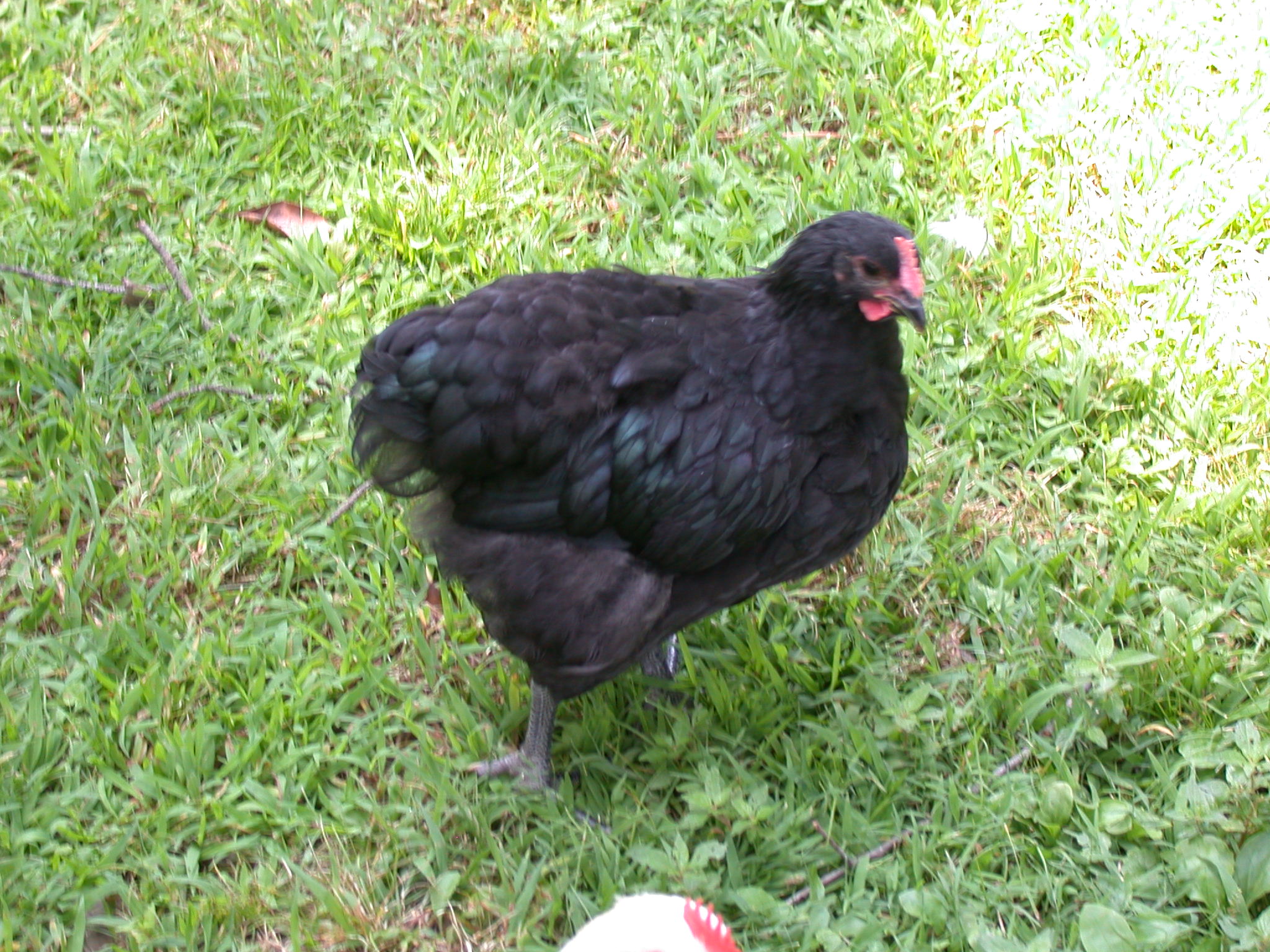 OrpB on July 22, 2014 (born May 8) about 2.5 months old