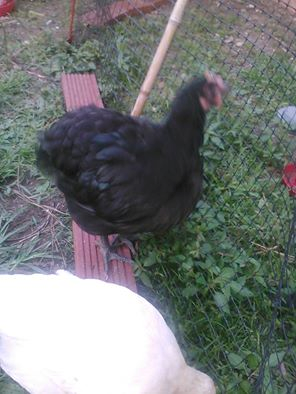 OrpB seven weeks old