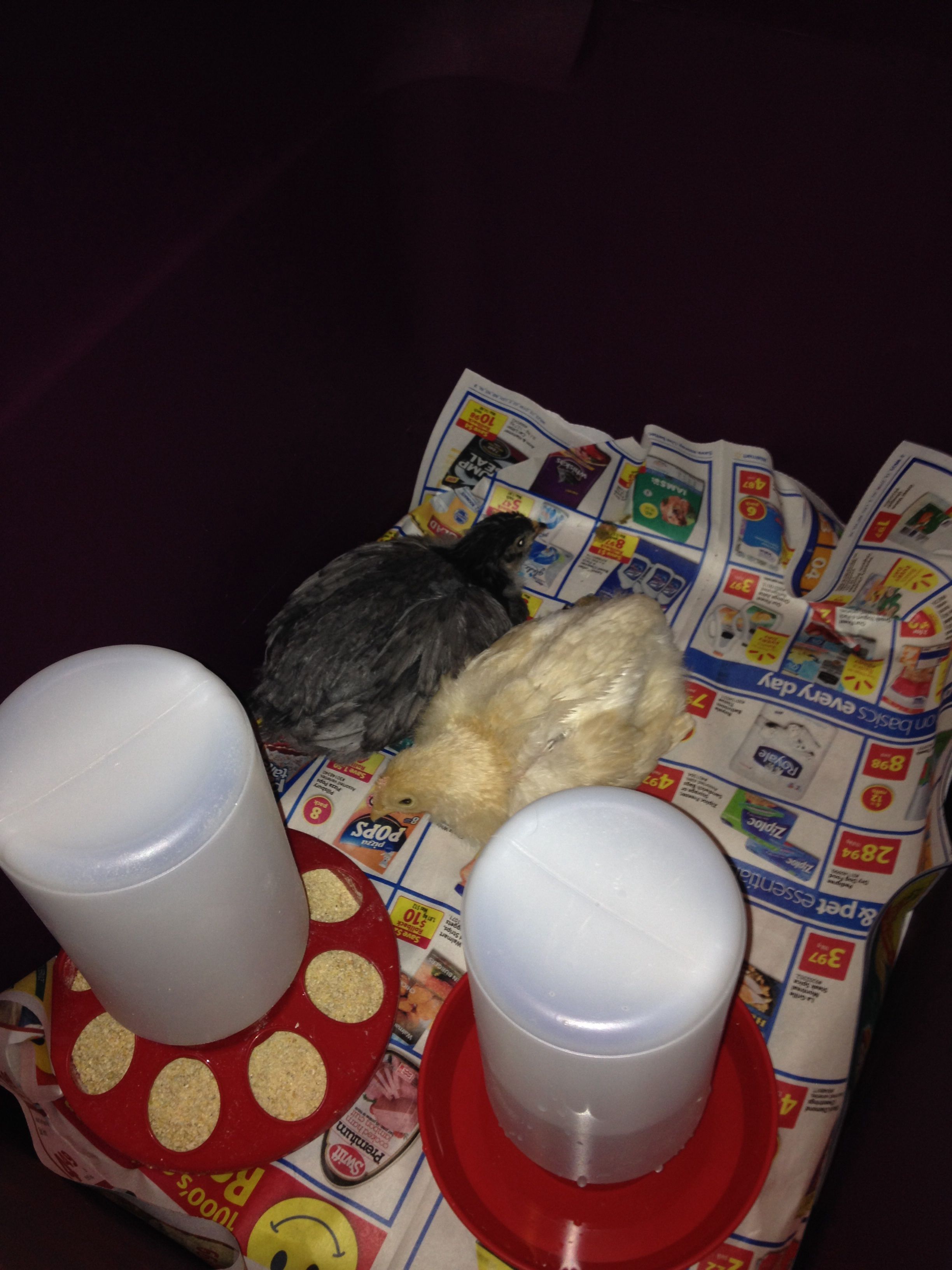 Orphingtons, blue one possibly an Easter Egger!