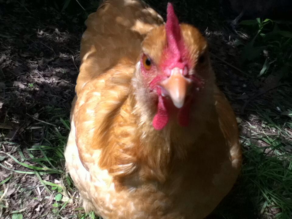 Orpington 1