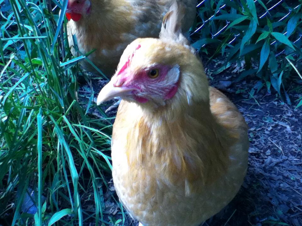 Orpington 2