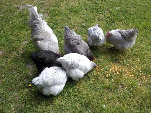 Orpington Flock