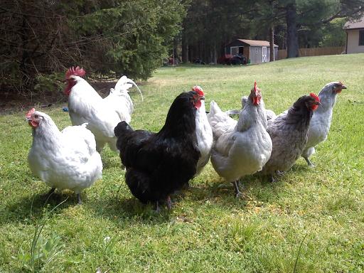 Orpington Flock