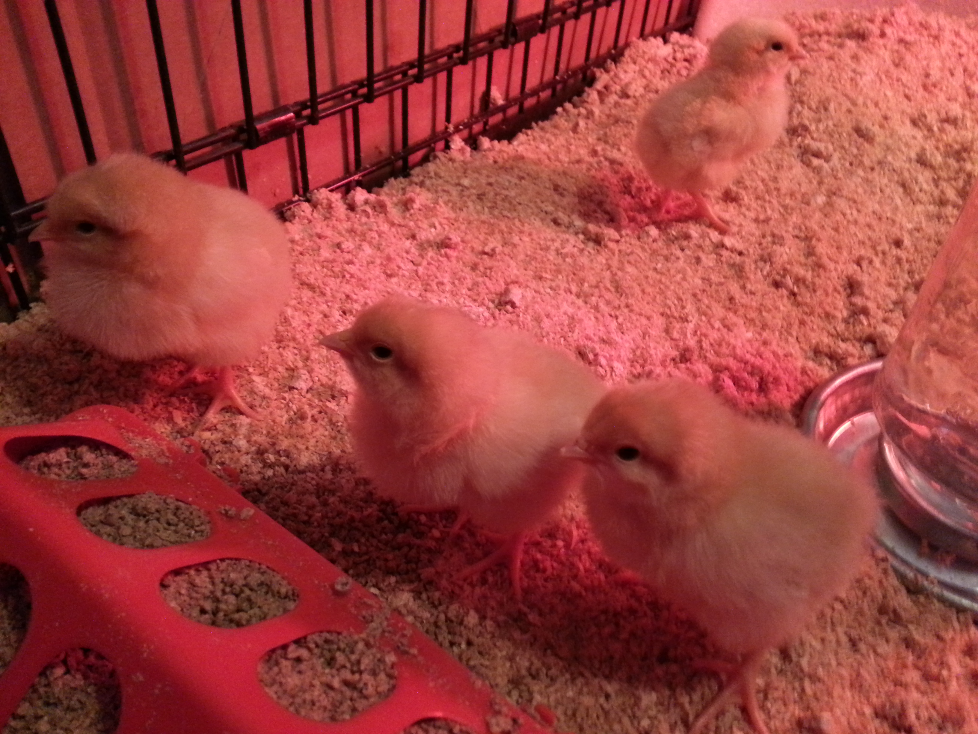 Orpingtons 2 days old