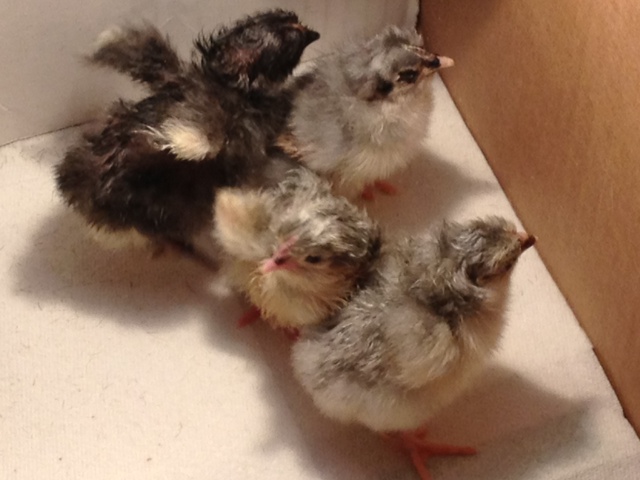 orpingtons chicks