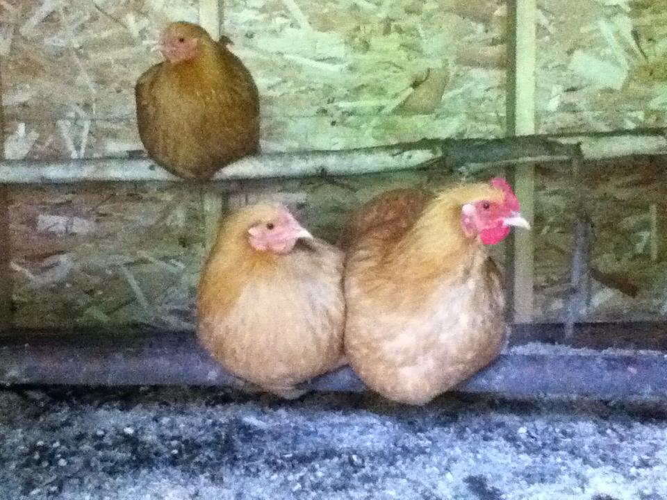 Orpingtons