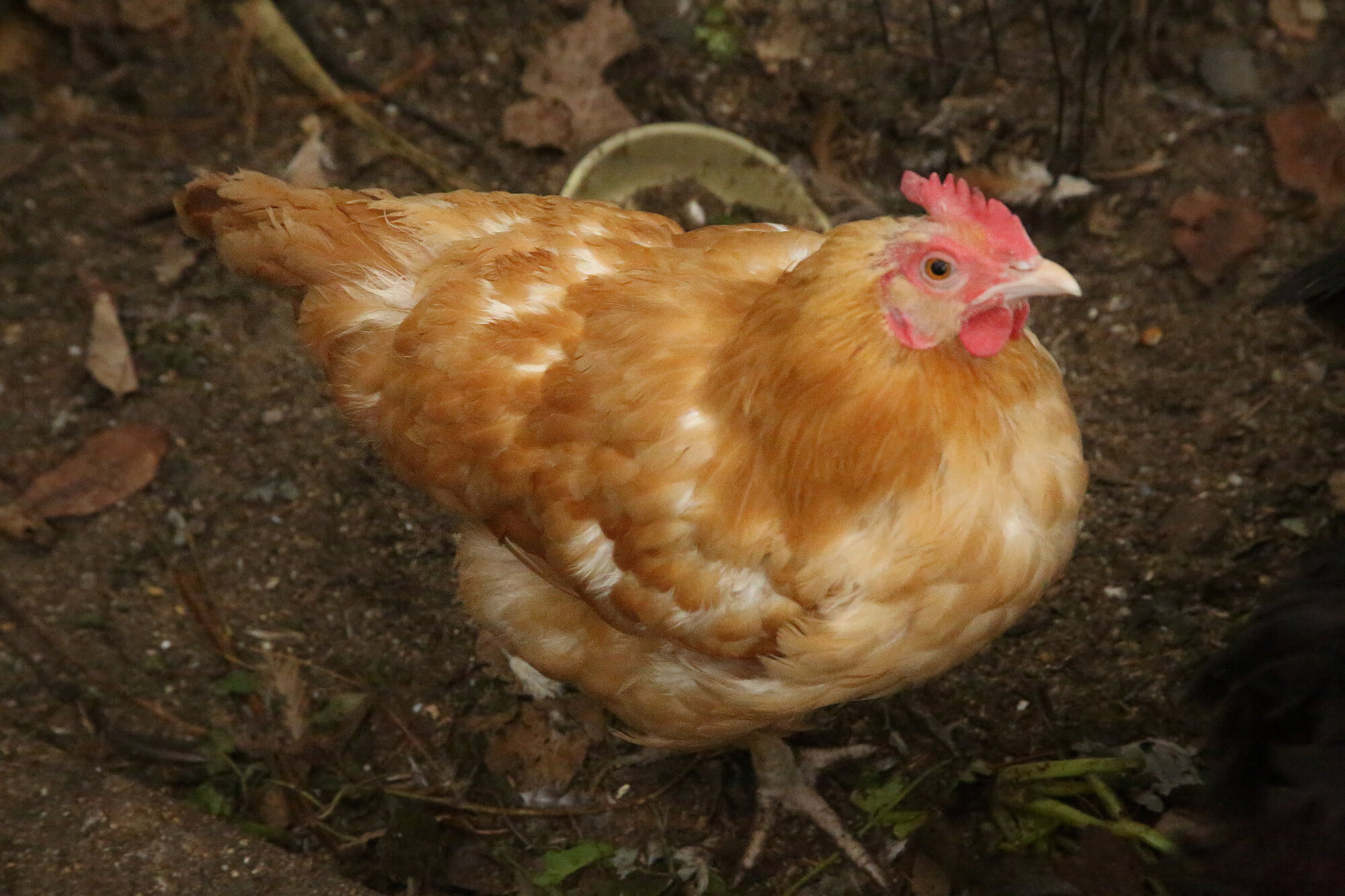 Orpy, the Buff Orpington