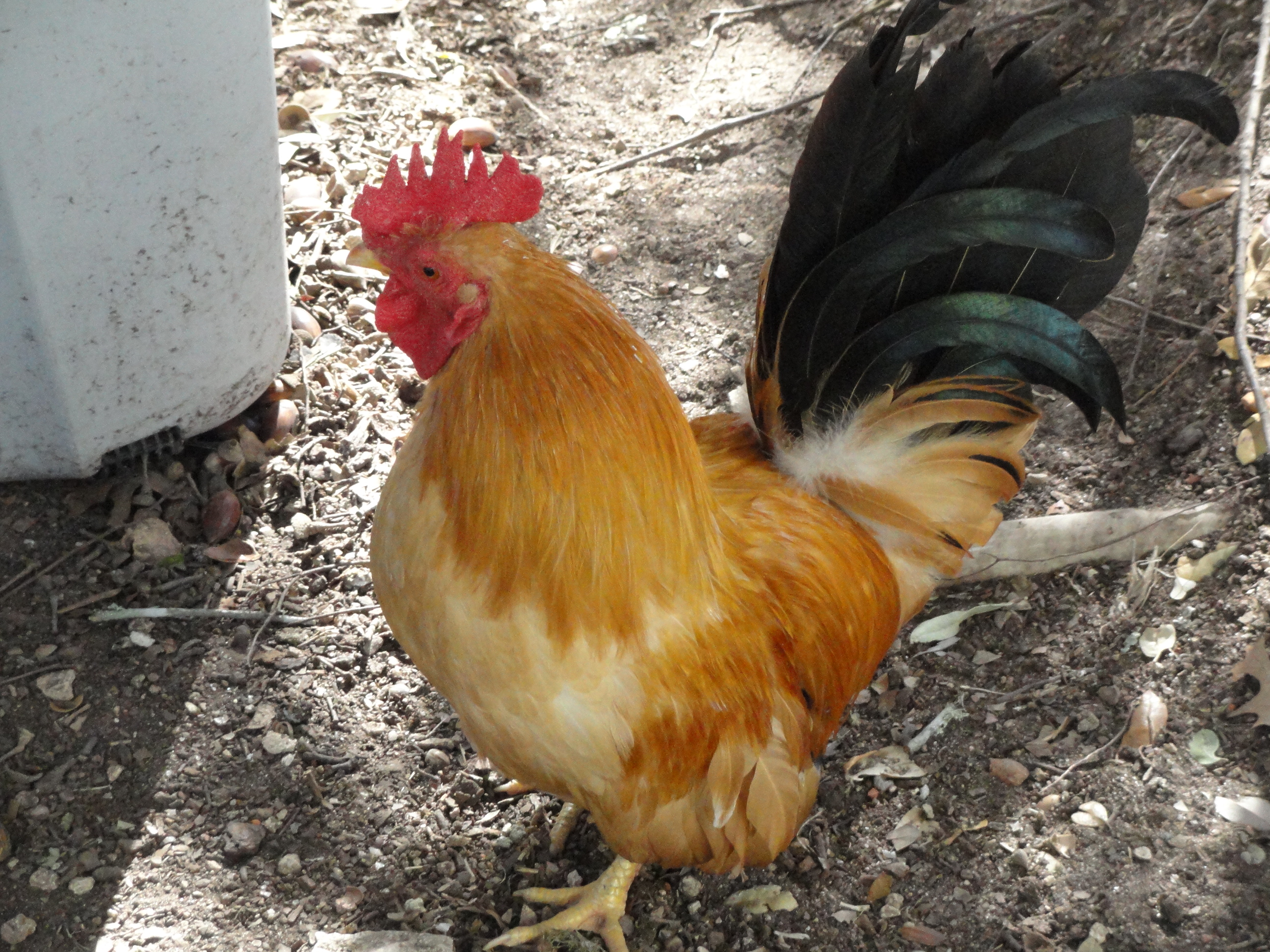 "Osaka" (Buff Japanese Bantum Roo)